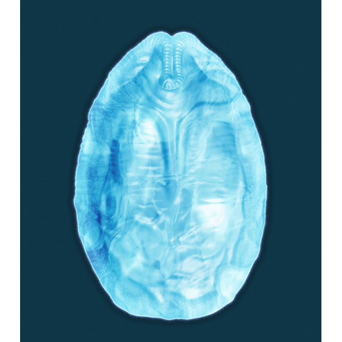 Silicone Ice Tray - Alien Egg